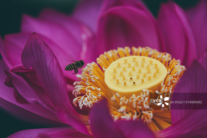 北京莲花池公园荷花图片素材