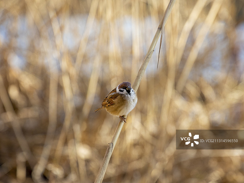 Little Bird图片素材