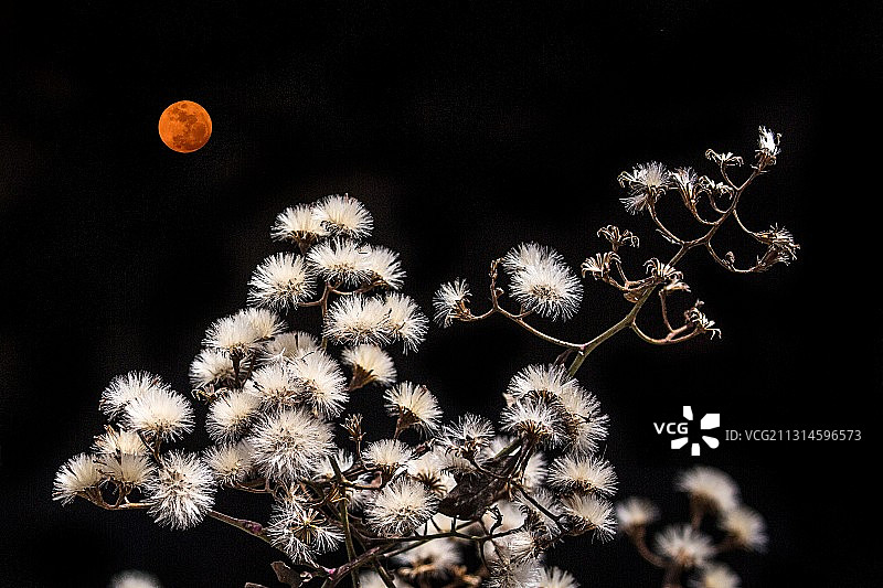 花好月圆图片素材