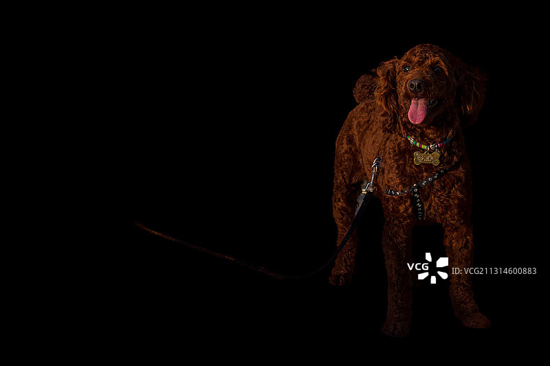 黑影里的宠物狗图片素材