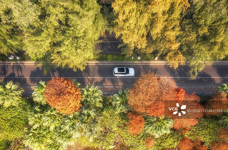 白昼航拍广东佛山顺德大良道路两旁树木五彩缤纷图片素材