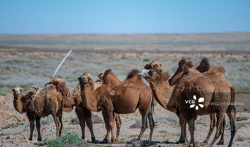 甘肃省金昌市永昌县巴丹吉林沙漠-中国最美的沙漠曲线图片素材