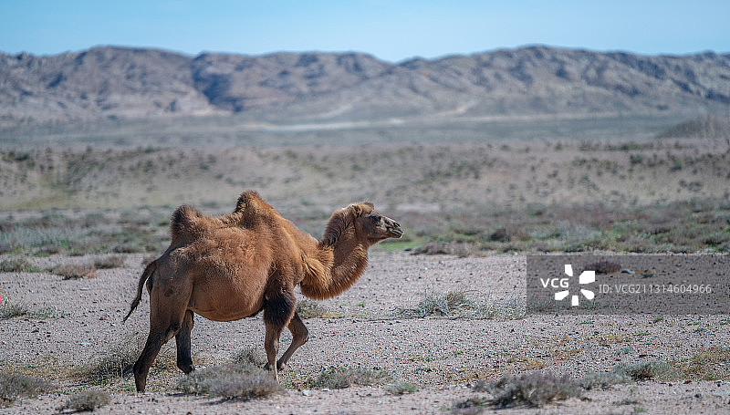 甘肃省金昌市永昌县巴丹吉林沙漠-中国最美的沙漠曲线图片素材