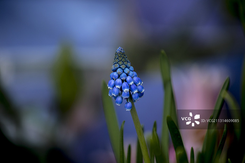 葡萄风信子图片素材