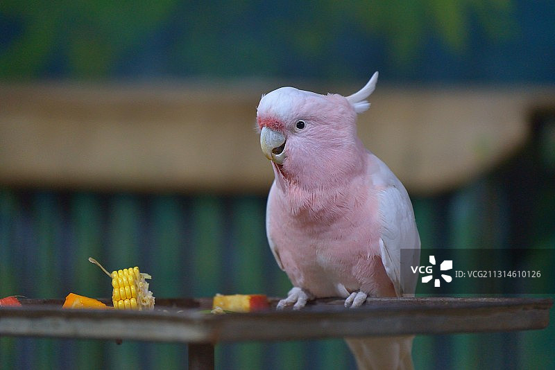 微信的鹦鹉图片素材