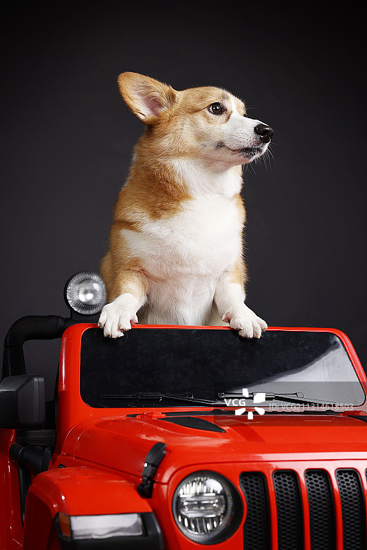 坐车的柯基图片素材