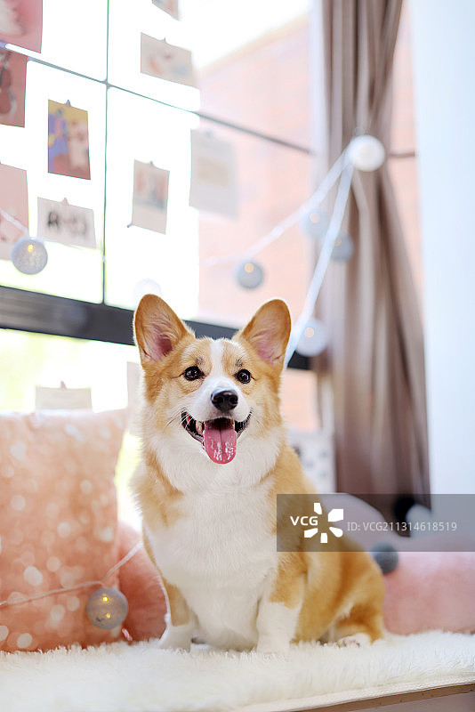 吐舌头的柯基图片素材