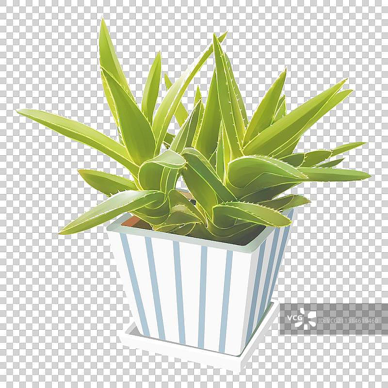植物图片素材