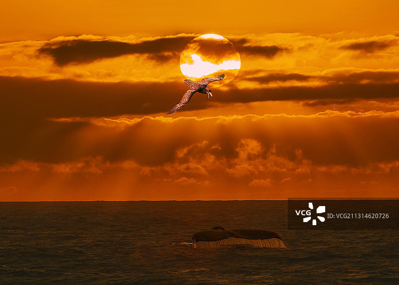 追着鲸鱼翱翔的信天翁图片素材