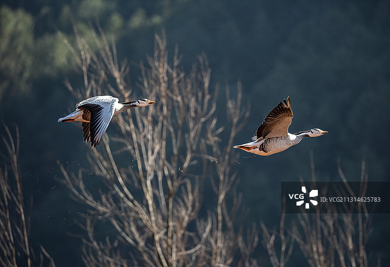 斑头雁图片素材