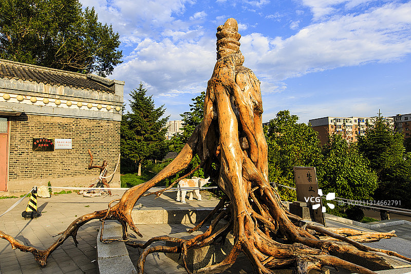 吉林长春天下第一参（根雕）图片素材