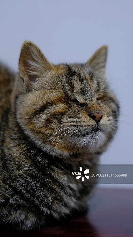 一只猫图片素材