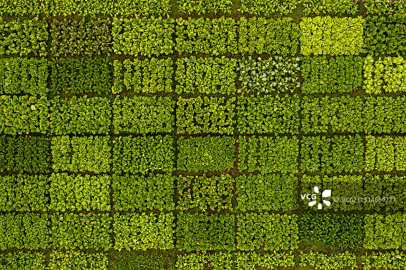 重庆涪陵：世界榨菜基地 小菜头的大世界图片素材