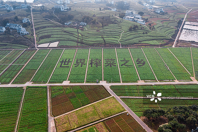 重庆涪陵：世界榨菜基地 小菜头的大世界图片素材