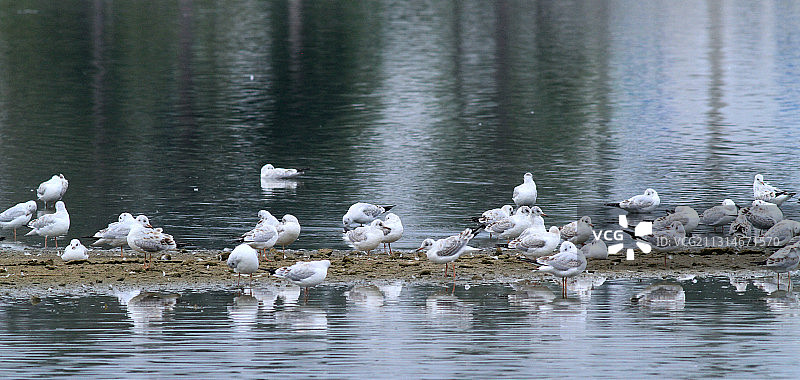 美丽的鸟精灵图片素材