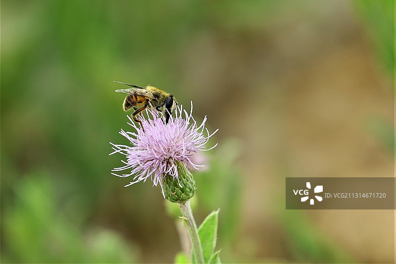 辛勤劳动图片素材