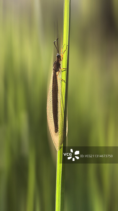 草蛉图片素材