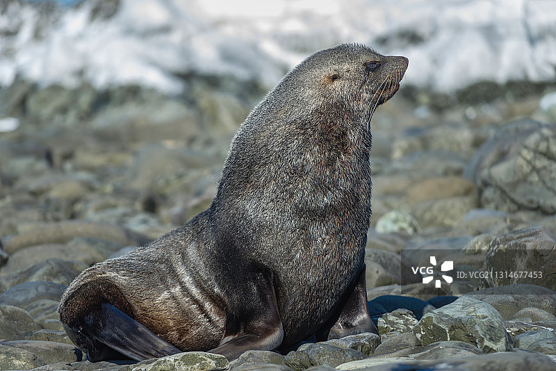 南极海狗（又称有耳海豹、海狮）图片素材