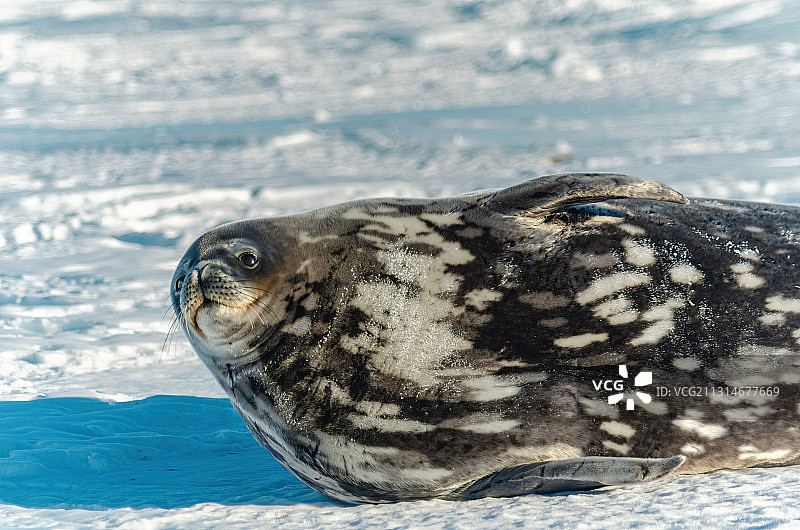 威德尔海豹图片素材