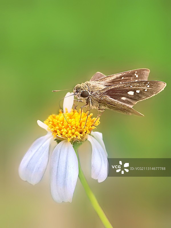 稻弄蝶图片素材
