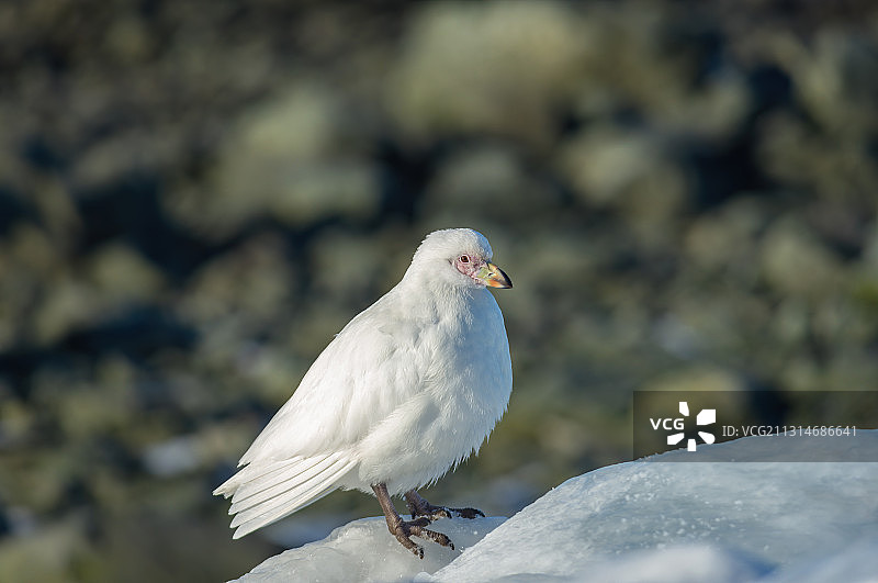 南极白鞘嘴鸥图片素材