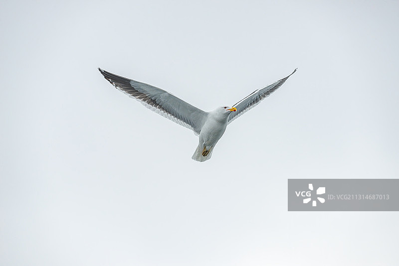 南极黑背鸥图片素材