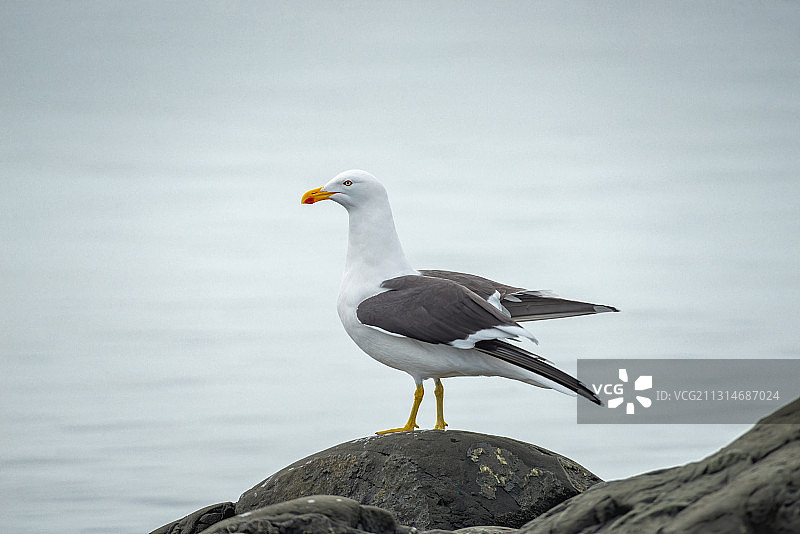 南极黑背鸥图片素材