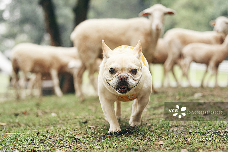 行走的法斗正面肖像特写图片素材