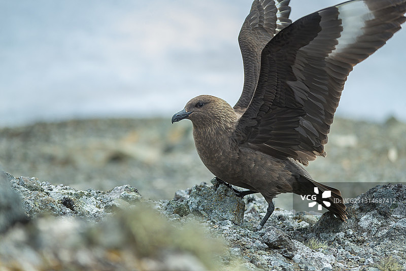 南极贼鸥图片素材