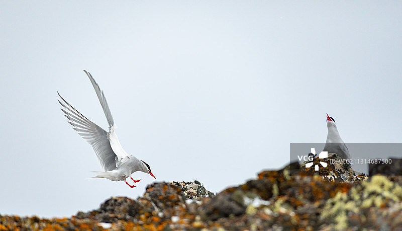 南极燕鸥图片素材