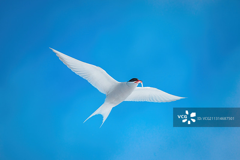 南极燕鸥图片素材