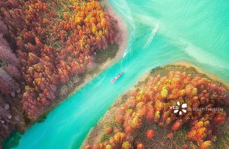 广东佛山顺德伦教堤围旁水杉林秋季景色白昼航拍图片素材