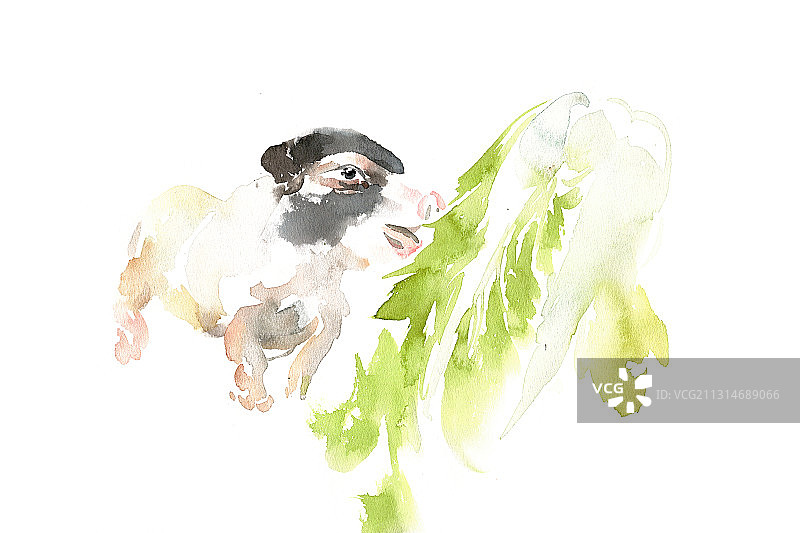 啃白菜的小猪图片素材