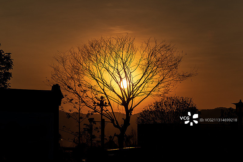 夕阳下的树图片素材