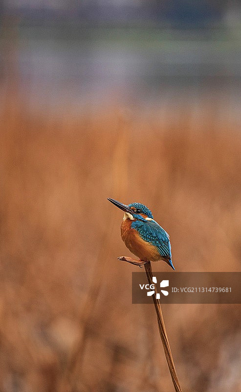 凤求凰图片素材