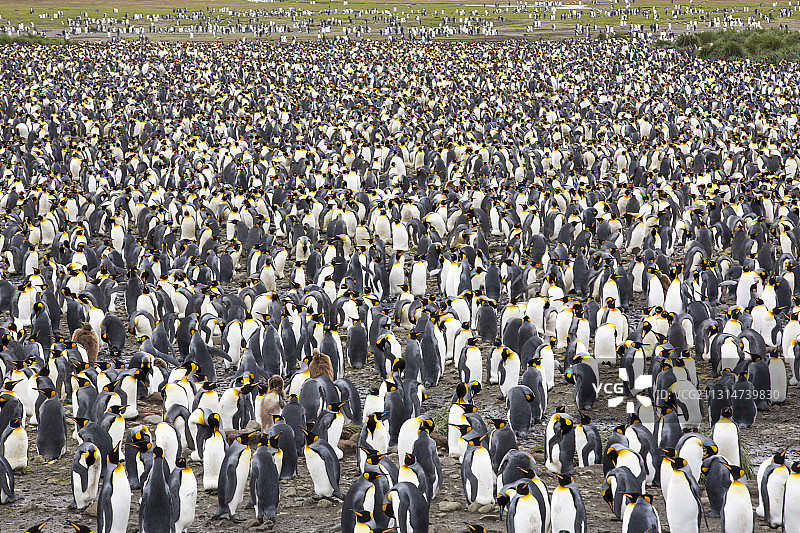 南乔治亚州索尔兹伯里平原上世界第二大国王企鹅栖息地的国王企鹅图片素材