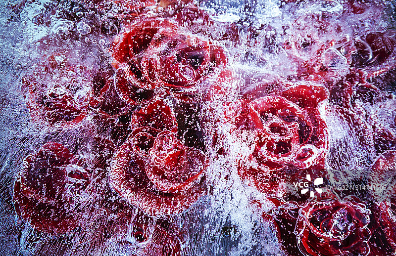 冰冻的红色玫瑰图片素材