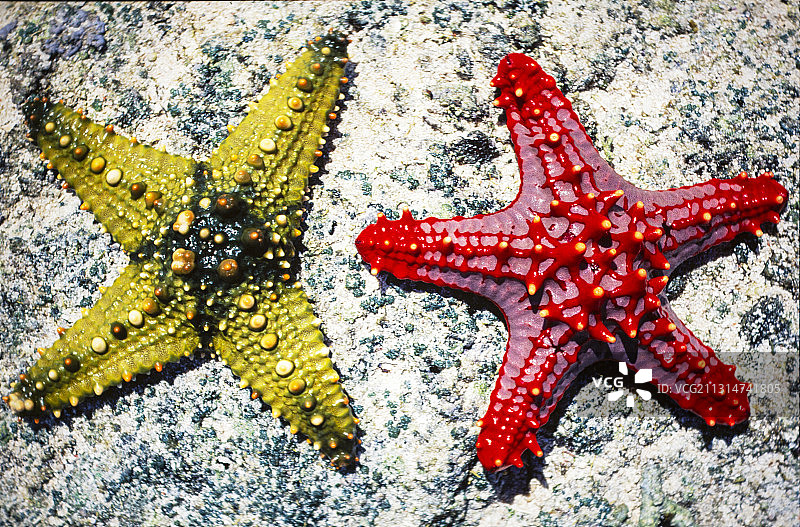 肯尼亚珊瑚礁附近的海星图片素材