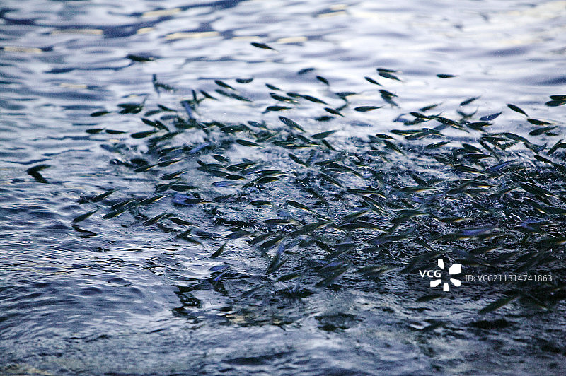 鱼从水中跃起躲避图瓦卢的掠食者图片素材