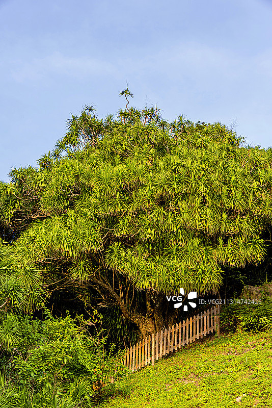 中国海南省三亚市大小洞天南山不老松图片素材