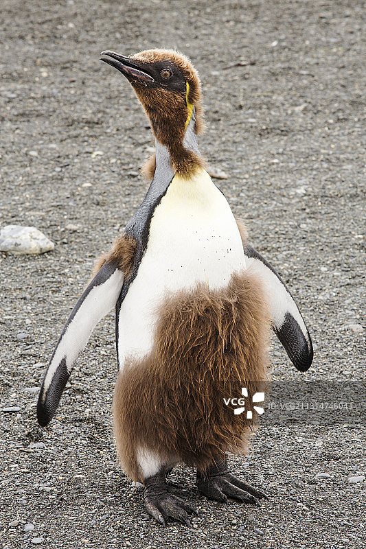 一只正在换羽的年轻帝企鹅，从幼年绒毛变为成年羽毛，地点：南乔治亚岛黄金港，南大洋图片素材