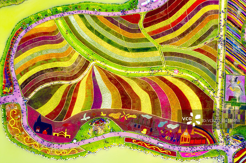 盐城大丰荷兰花海图片素材