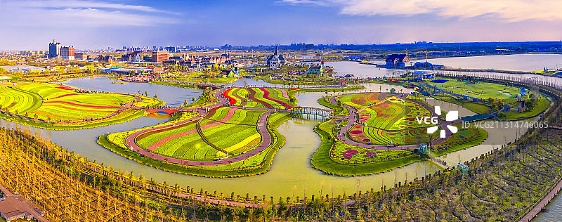 盐城大丰荷兰花海图片素材