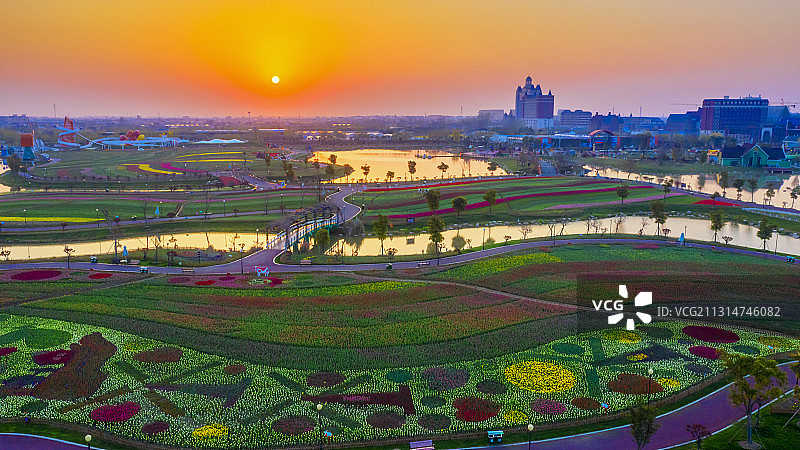 盐城大丰荷兰花海图片素材