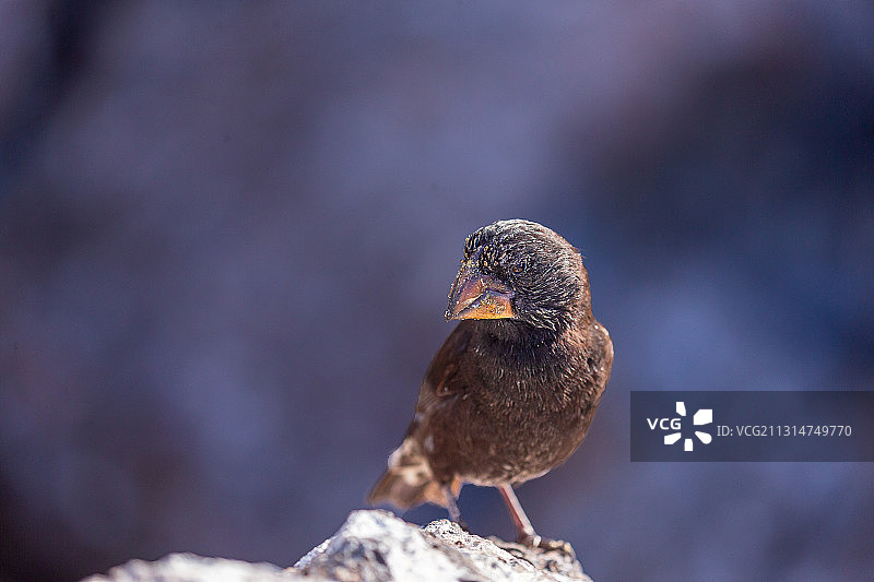 南美厄瓜多尔加拉帕戈斯群岛海滩上的达尔文雀图片素材