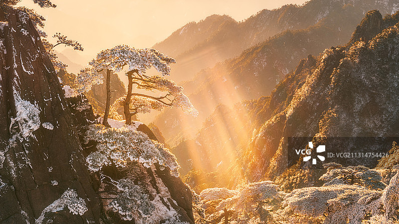 雪后金色阳光下的黄山松图片素材