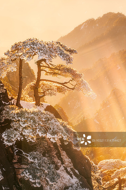 雪后金色阳光下的黄山松图片素材