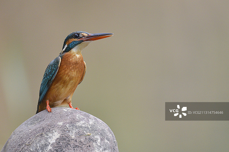 一只站在石头上小翠鸟图片素材