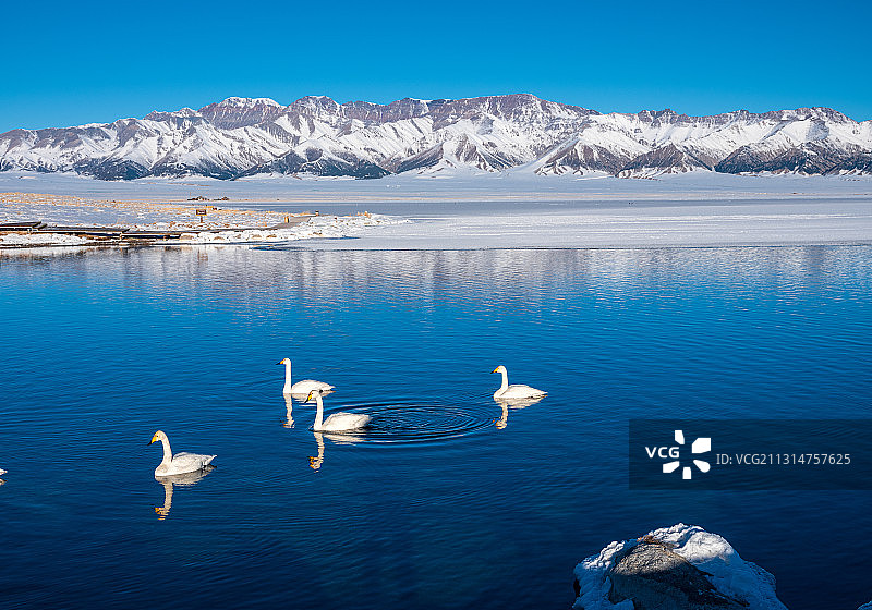 冬天赛里木湖天鹅湖里的天鹅图片素材