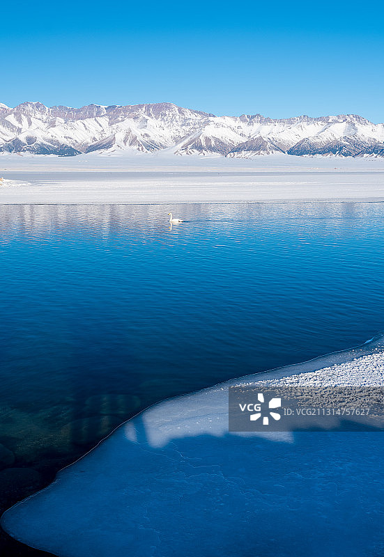冬天赛里木湖天鹅湖里的天鹅图片素材